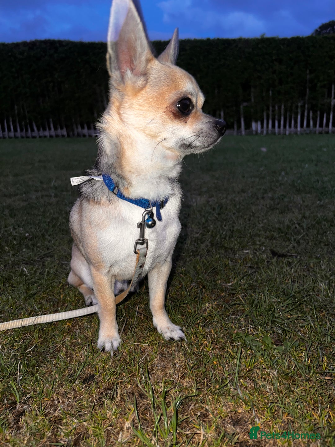 Chihuahua dogs for sale: boy 8 mont - Image 8