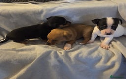 Jack Russell dogs for sale: Stunning miniature Jack Russell Puppies - Image 3