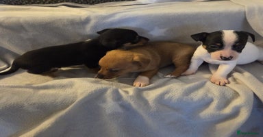 Jack Russell dogs - Advert 14