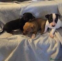 Jack Russell dogs - Advert 3