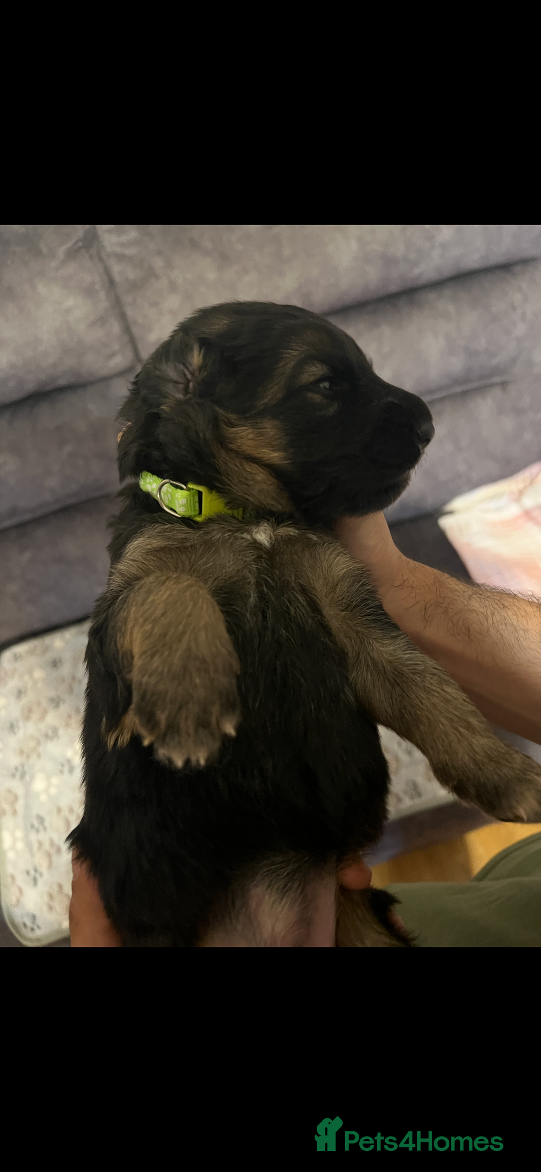 German Shepherd dogs for sale: Kc-registered German shepards puppies for sale - Image 17