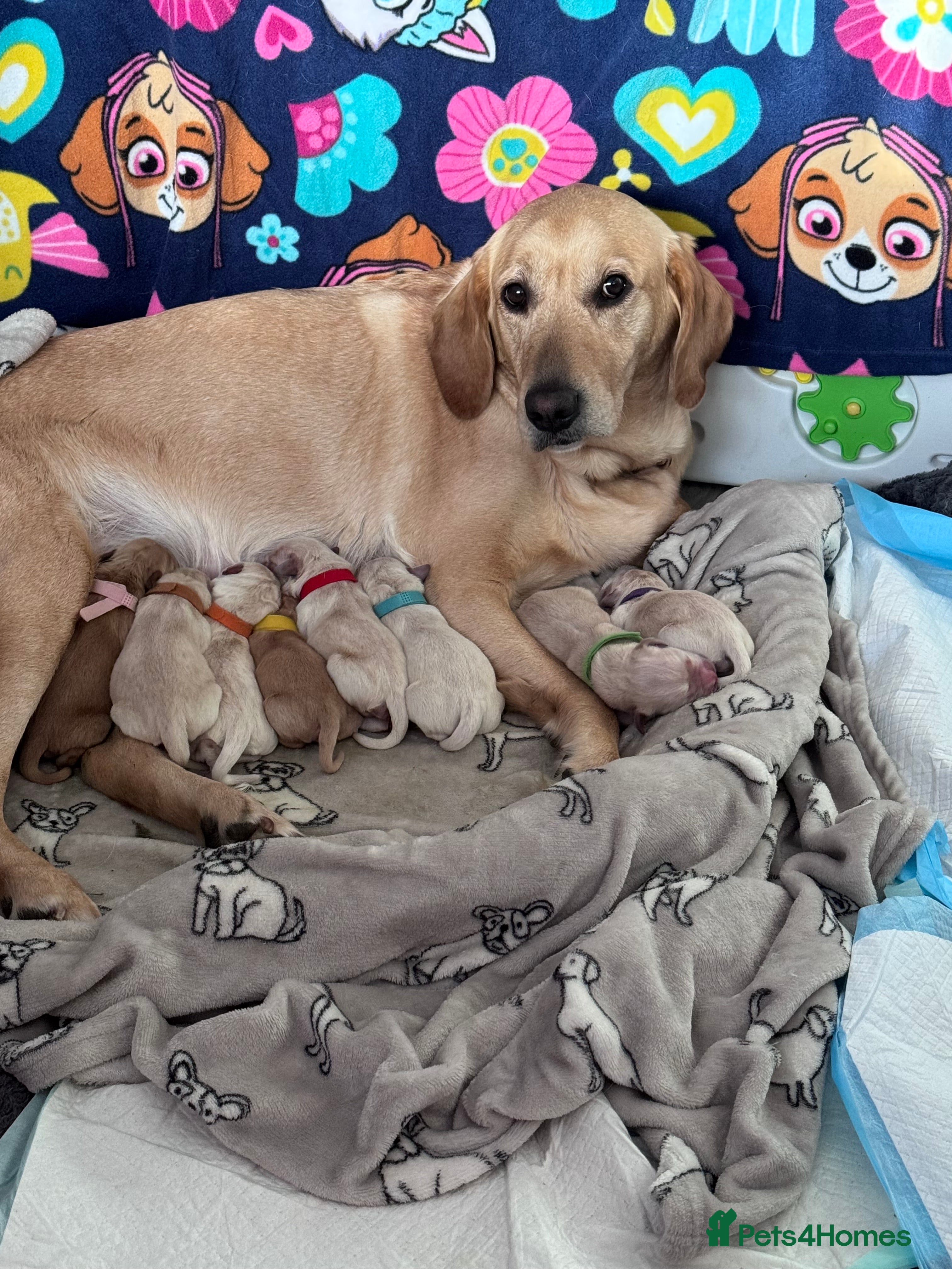 Goldador dogs Golden Retriever / Labrador Retriever pups  in Gloucester - Advert 1