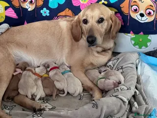 Goldador dogs Golden Retriever / Labrador Retriever pups in Gloucester - Advert 1