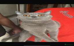 British Shorthair cats for sale: BSH kitten  - Image 6