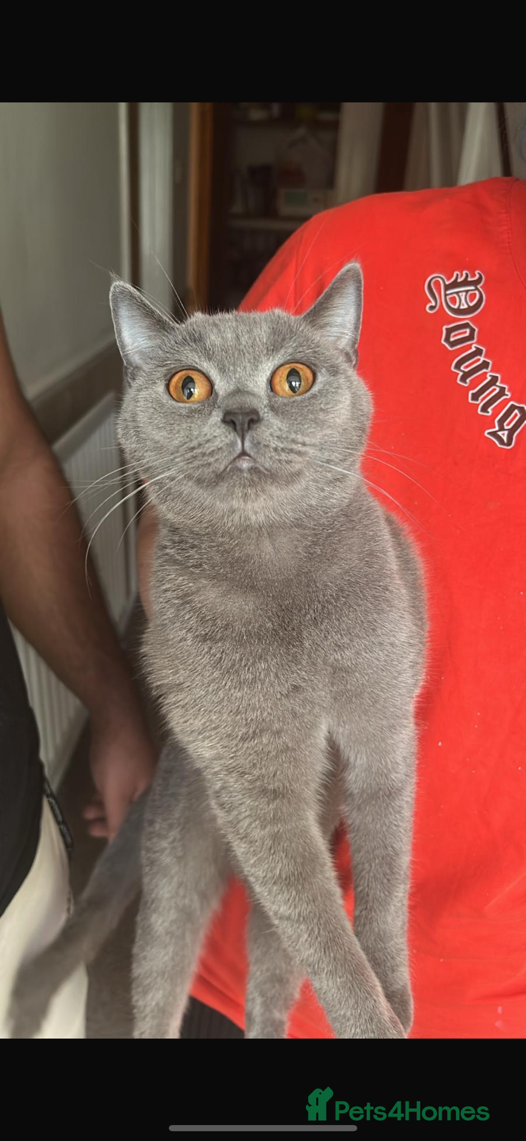 British Shorthair cats for sale: BSH kitten  - Image 6
