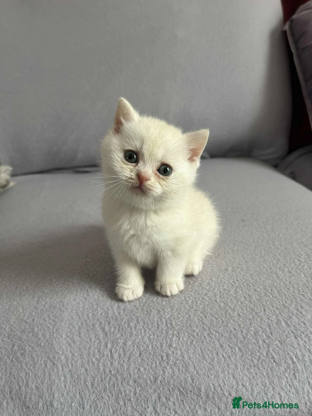 British Shorthair cats for sale: Stunning British Shorthair kittens - Advert 12