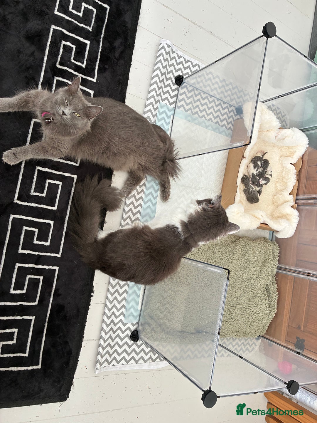 Norwegian Forest Cat cats for sale: Norwegian Forest cat x Scottish straight - Image 10