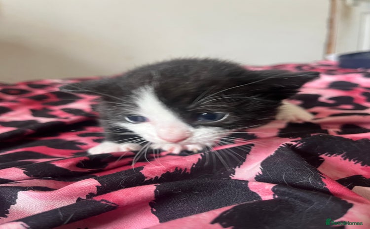 Mixed Breed cats for sale - Advert 3