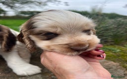 Cocker Spaniel dogs for sale: 🐾Gorgeous Cocker Spaniel Puppies 🐶🐾 - Image 27