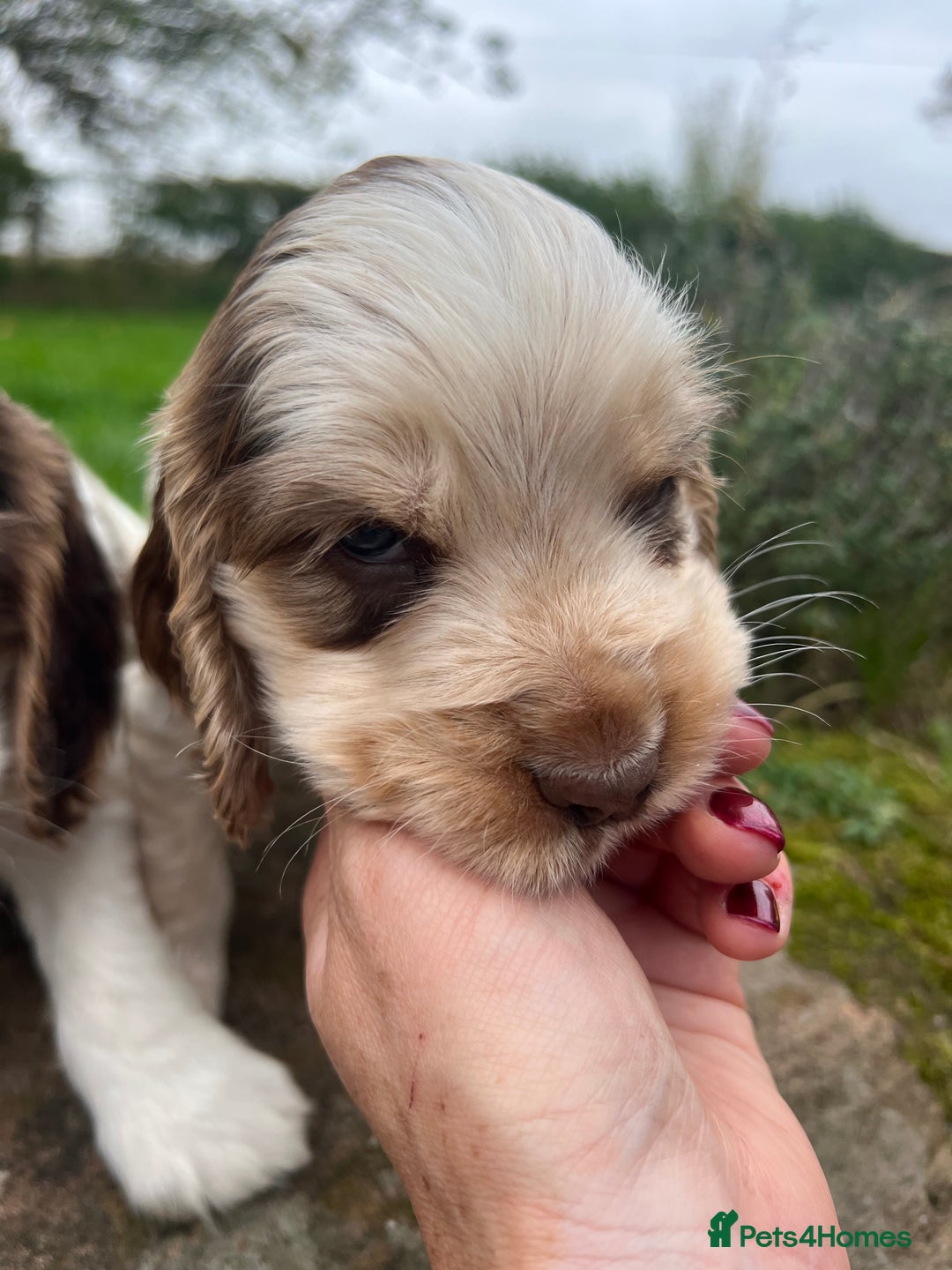 Cocker Spaniel dogs for sale: 🐾Gorgeous Cocker Spaniel Puppies 🐶🐾 - Image 27