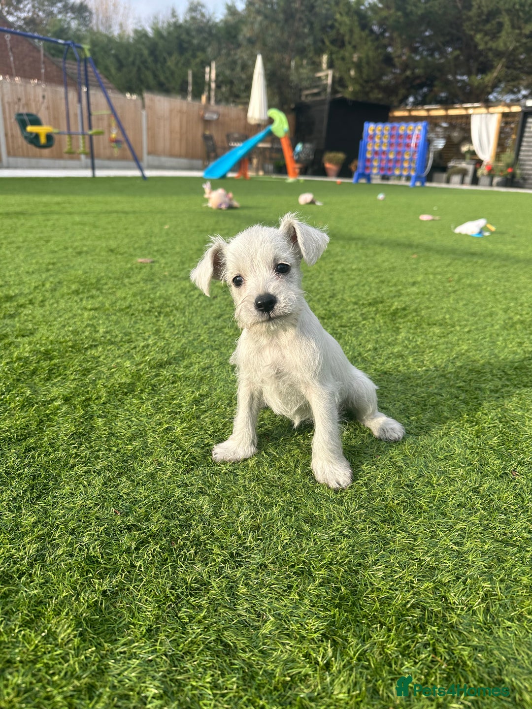 Miniature Schnauzer dogs for sale: *MINi SCHNAUZERS PUPPIES* - Image 13