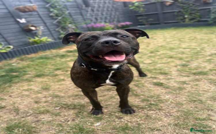 Staffordshire Bull Terrier dogs - Advert 13