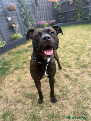 Staffordshire Bull Terrier dogs - Advert 4