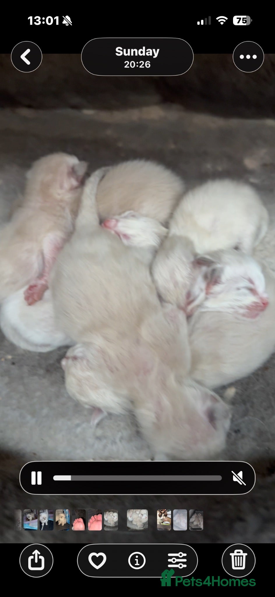 Ragdoll cats Ragdoll kittens Tri colour  - Advert 1