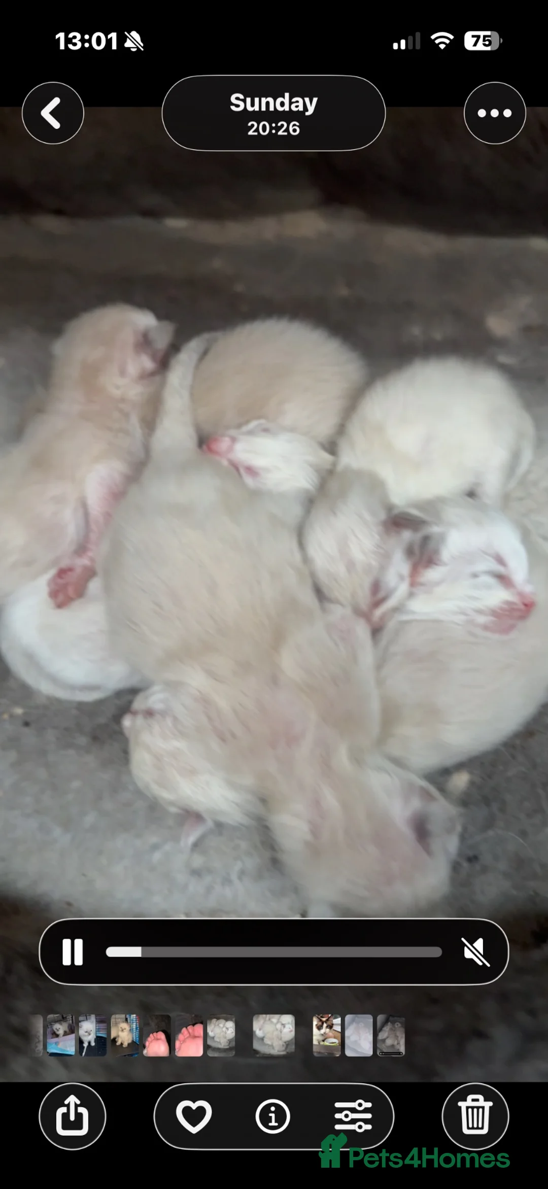 Ragdoll cats for sale: Ragdoll kittens Tri colour  - Advert 1