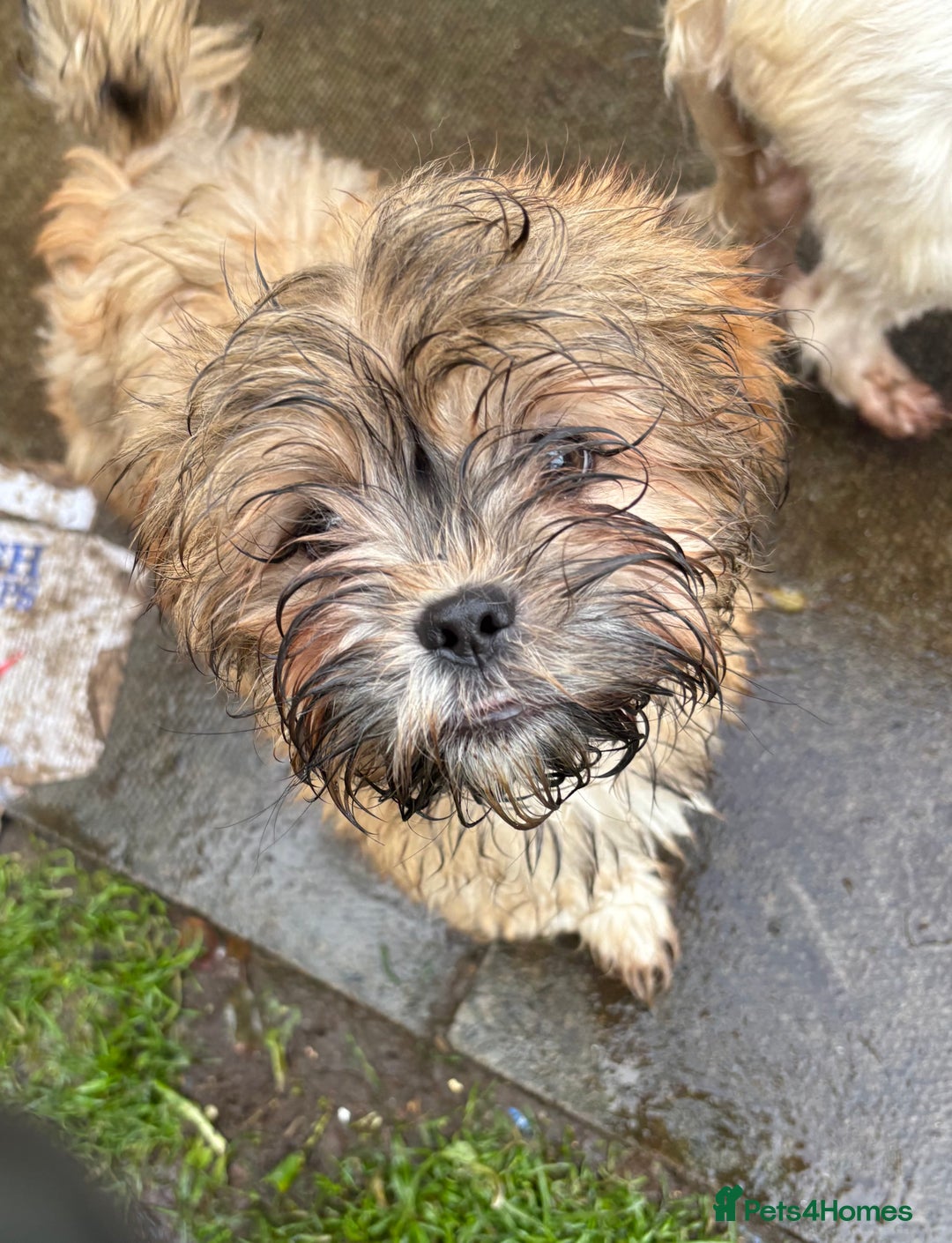 Shih Tzu dogs for sale: 3 month old shih tzu’s - Image 4