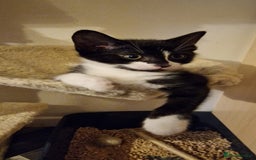 British Shorthair cats for sale: 8 week old BSH kittens - Image 10