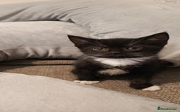 Mixed Breed cats for sale: 3 beautiful kittens looking for their forever home - Image 22