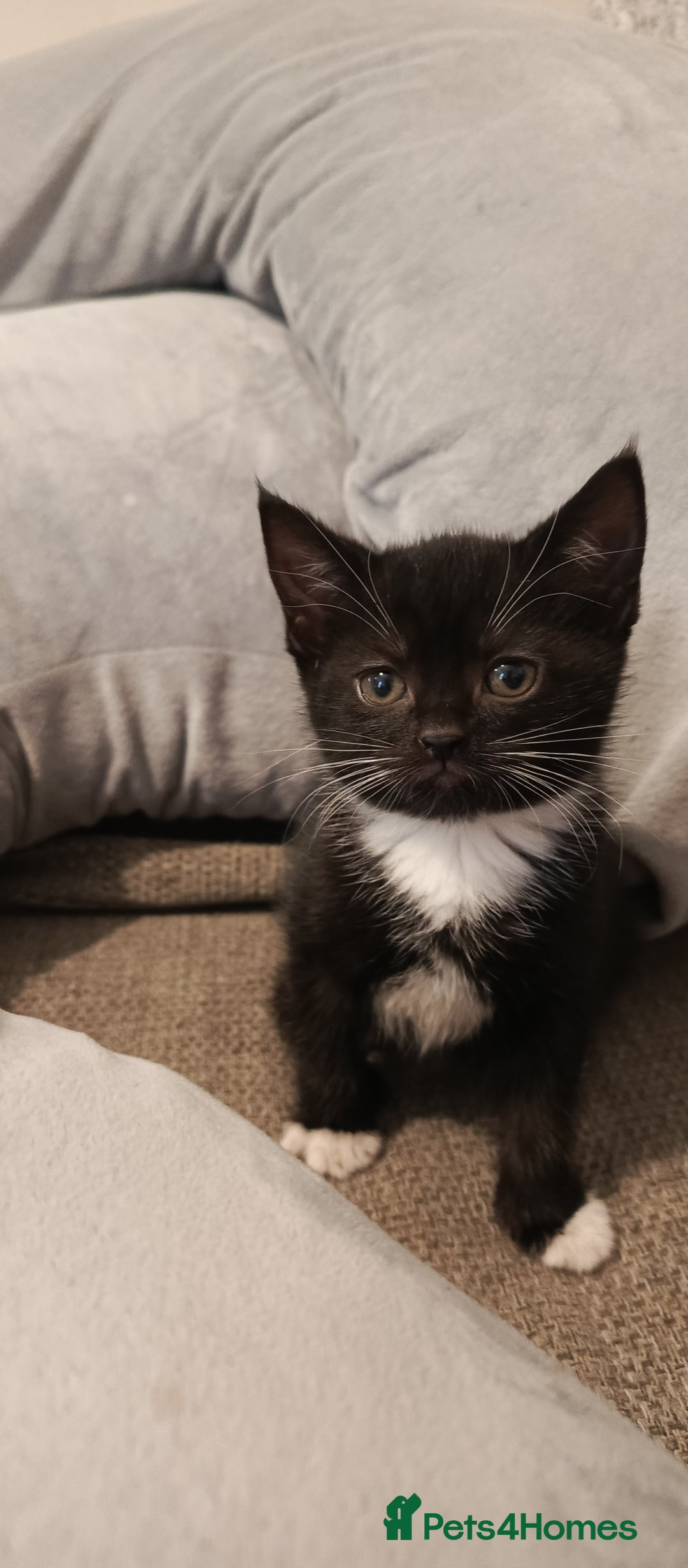 Mixed Breed cats for sale: 3 beautiful kittens looking for their forever home - Image 22