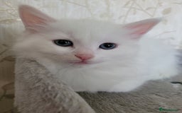 RagaMuffin cats for sale: Ragamuffin kittens  - Image 3