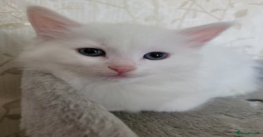 RagaMuffin cats - Advert 1