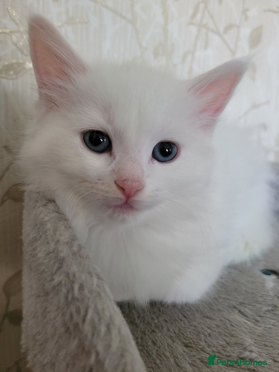 RagaMuffin cats for sale: Ragamuffin kittens  - Image 3