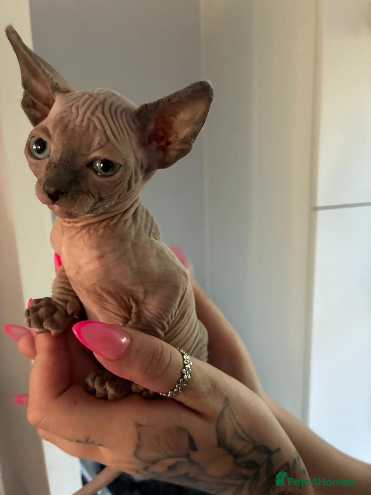 Sphynx cats Sphynx kitten  - Advert 5