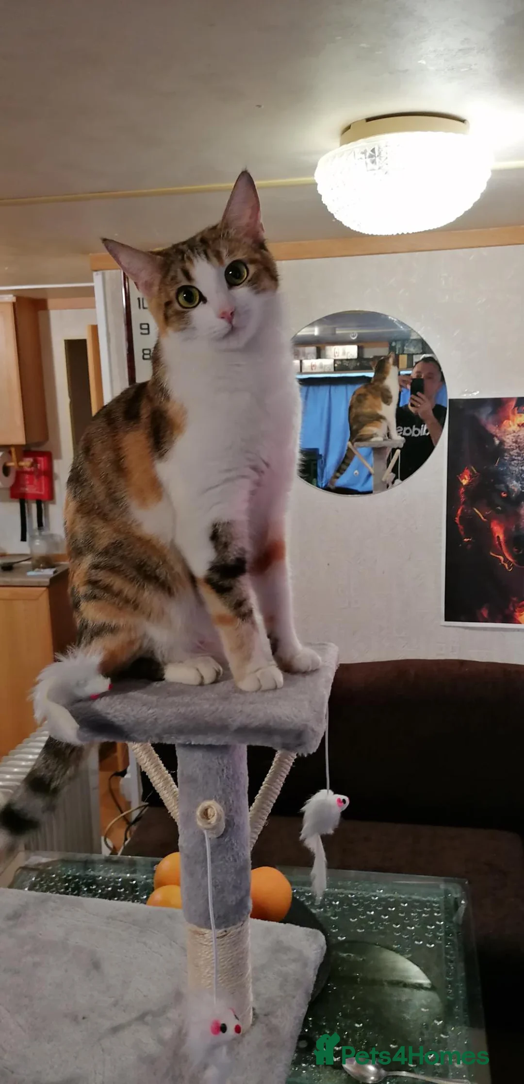 Mixed Breed cats for sale: Ginger boy for sale - Advert 10