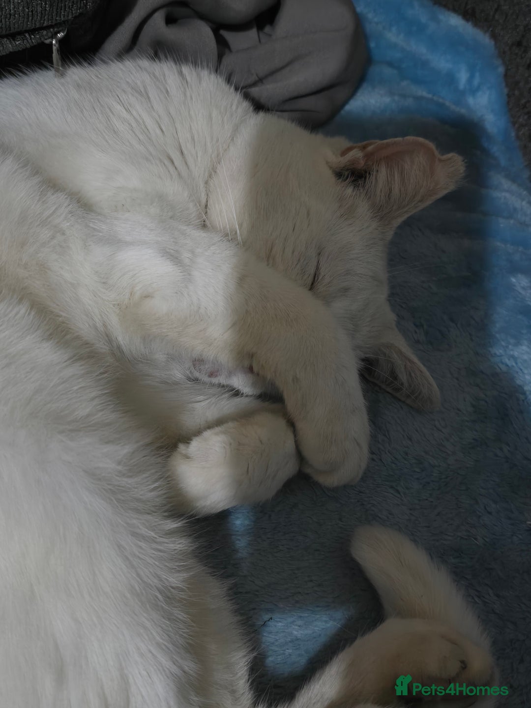 British Shorthair cats for sale: Lilly looking to a loving home - Image 2