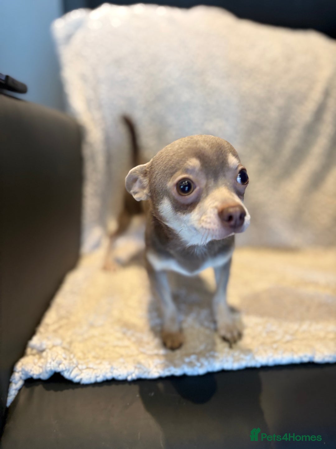 Chihuahua dogs for sale: CHIHUWAHUA PUPPIES. SMOOTH COAT. KC REG. - Image 3