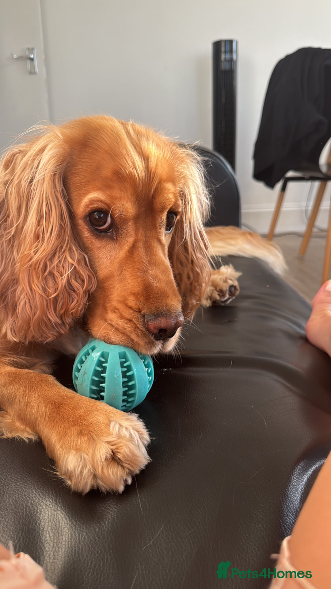 Cocker Spaniel dogs for sale: Sunny-Working Cocker Spaniel - Image 7