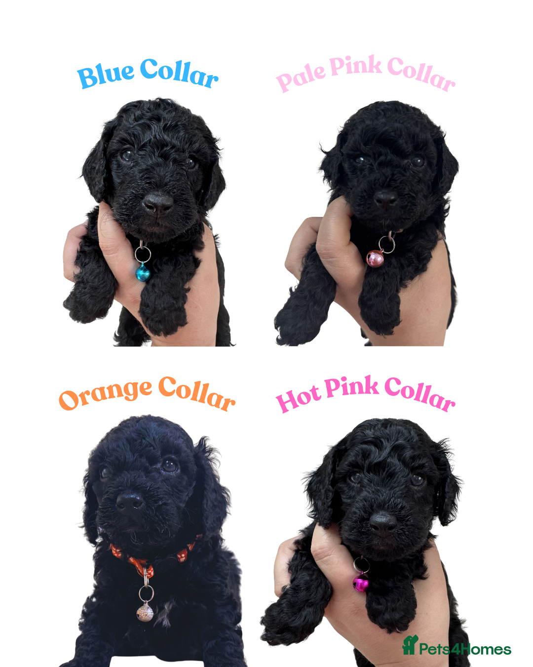 Cockapoo dogs 💕 Mirabelle’s little beauties 💕  - Advert 8