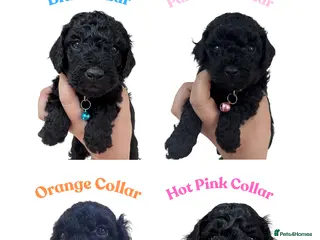 Cockapoo dogs 💕 Mirabelle’s little beauties 💕 - Advert 8