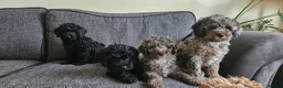 Cavapoo dogs for sale: READYtoday. Cavapoos puppies - Advert 9