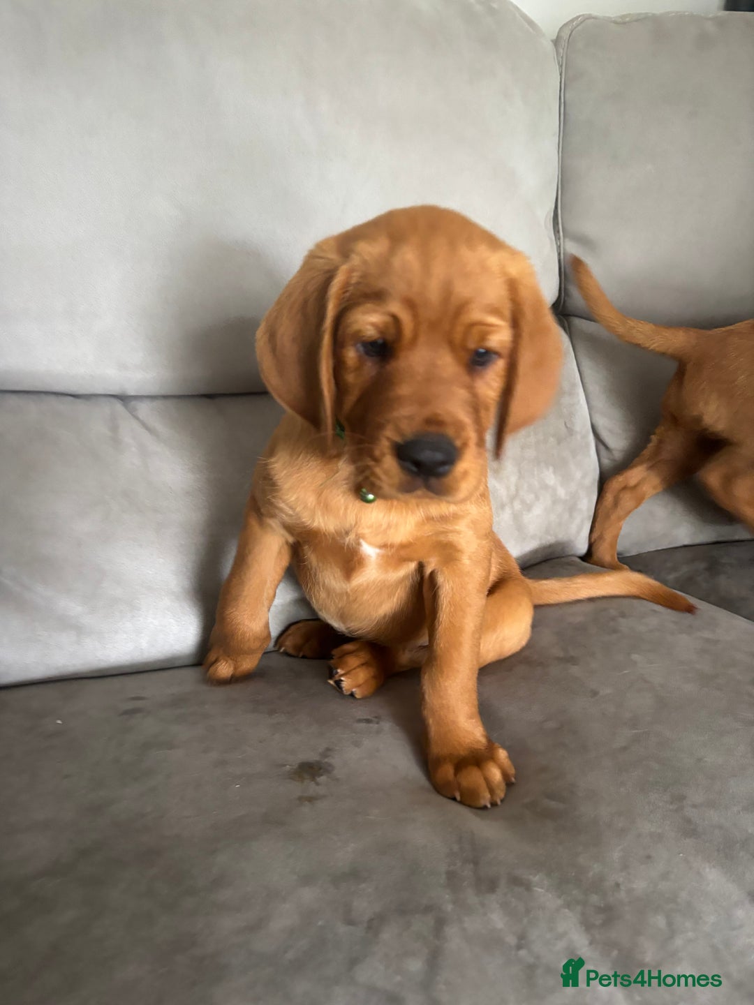 Cockerdor dogs for sale: Fox red cockerdors in Deeside - Image 5