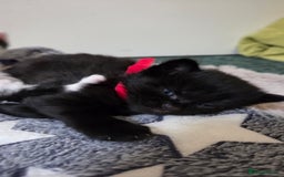 Mixed Breed cats for sale: One male and female tabby kittens  - Image 20