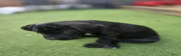 Cane Corso dogs for sale: Cane Coros Puppies For Sale  - Advert 5