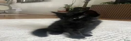 Turkish Angora cats for sale: Charming black male searching for a loving home 🐾 - Advert 3