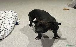 Staffordshire Bull Terrier dogs for sale: Staffy girl for sale  - Image 3