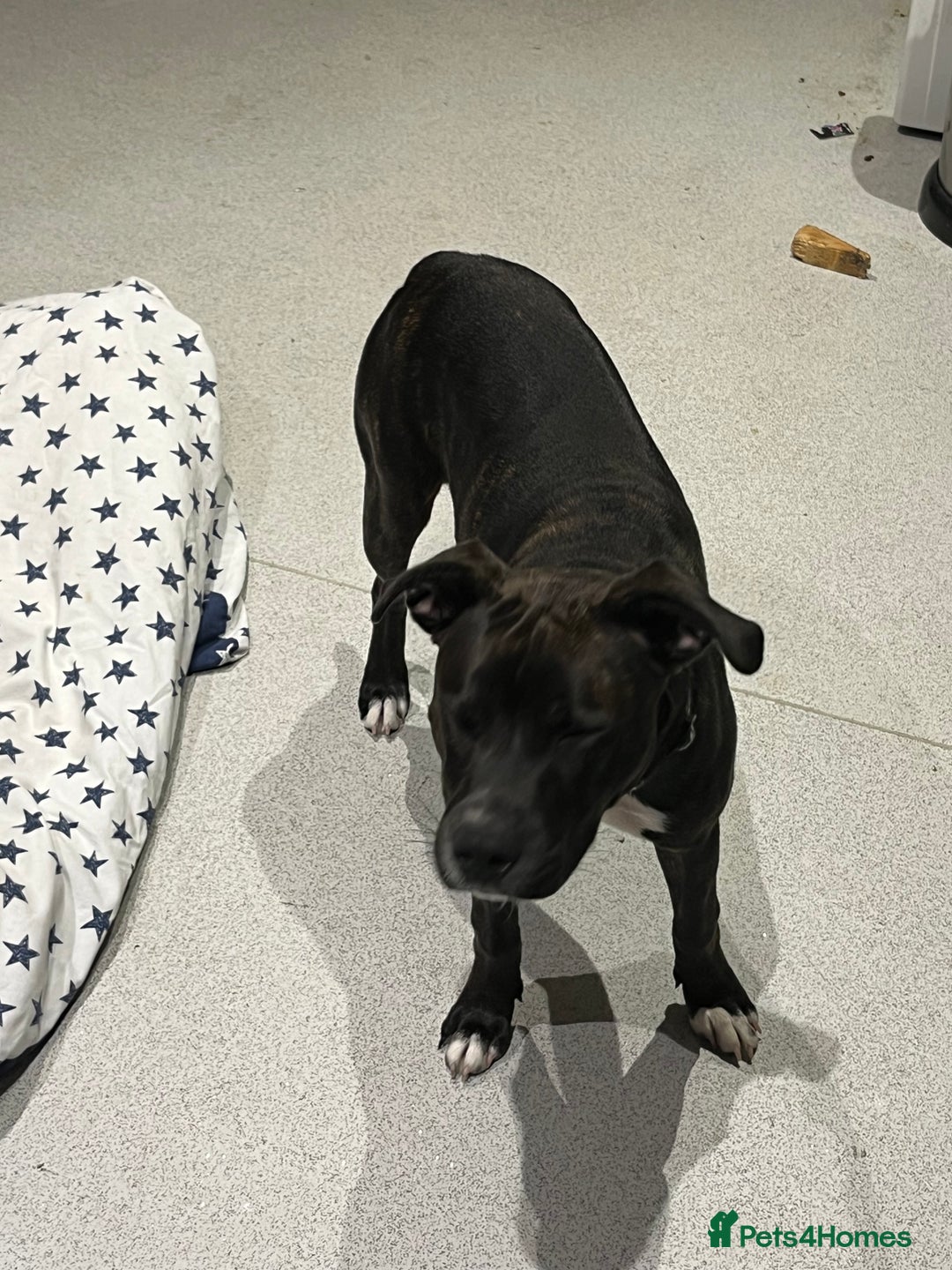 Staffordshire Bull Terrier dogs for sale: Staffy girl for sale  - Image 3
