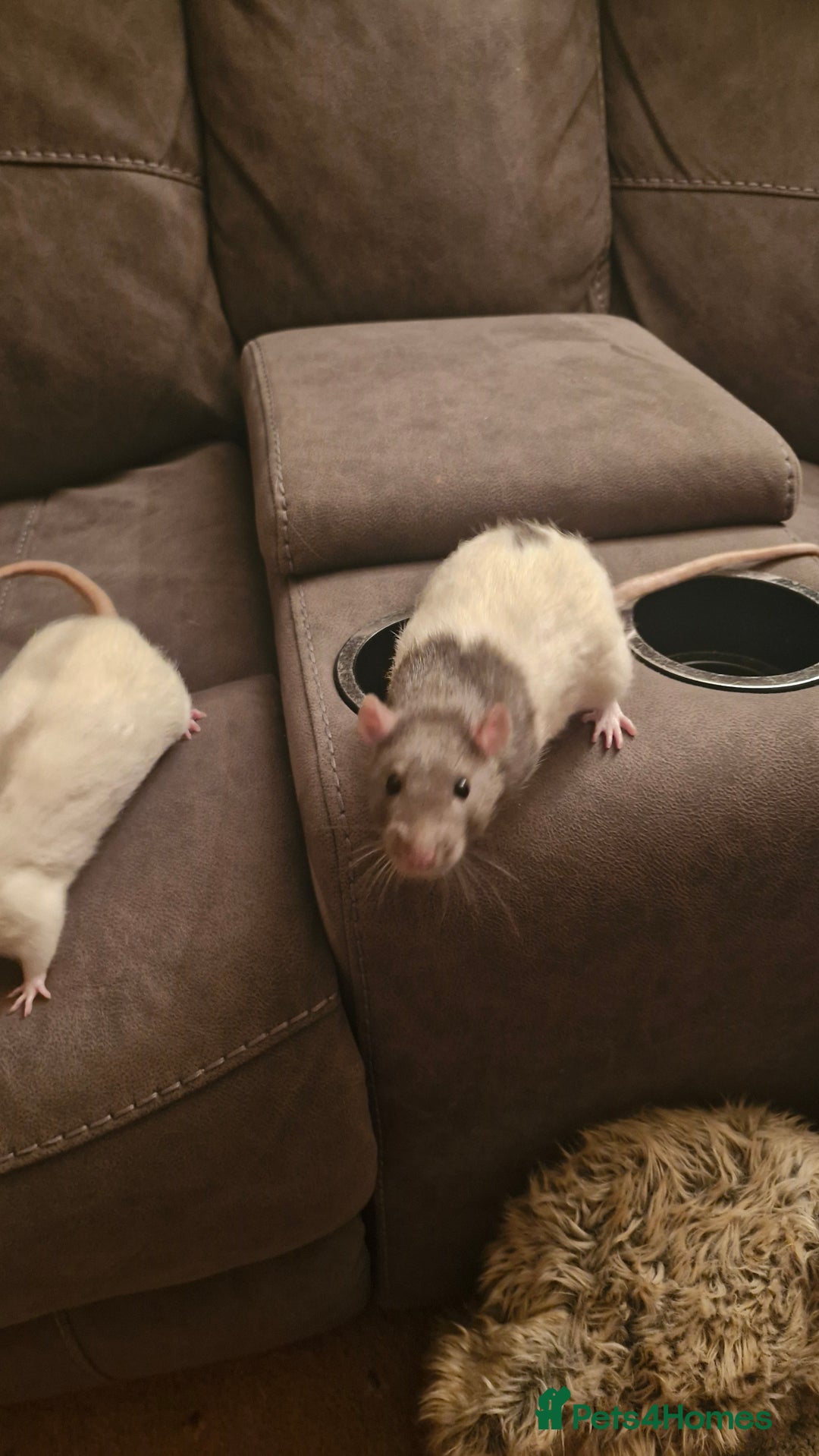 Rat rodents for sale: 2 male rats - Image 1