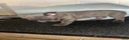 French Bulldog dogs for sale: Ready to leave - French Bulldog Puppies - Advert 17