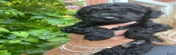 Cockapoo dogs for sale: Beautiful F2B miniature Cockapoos - Black - Advert 10