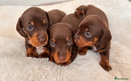 Miniature Dachshund dogs for sale: ⭐️🐾✨PLEASE READ-MINIATURE DACHSHUND PUPPIES✨🐾⭐️ - Image 2