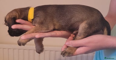 Border Terrier dogs - Advert 9
