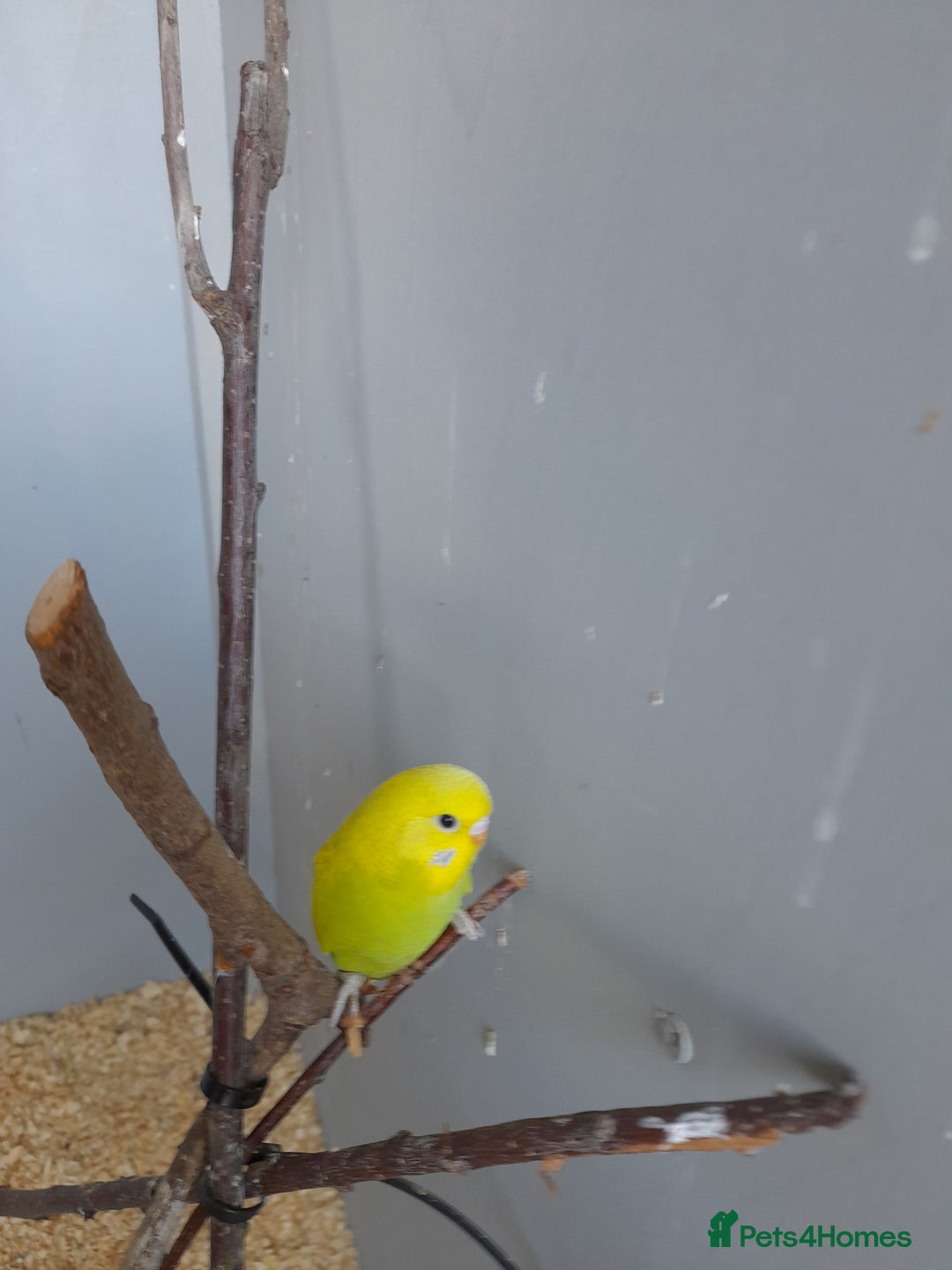 Budgerigars birds for sale: Budgies for sale - Image 10