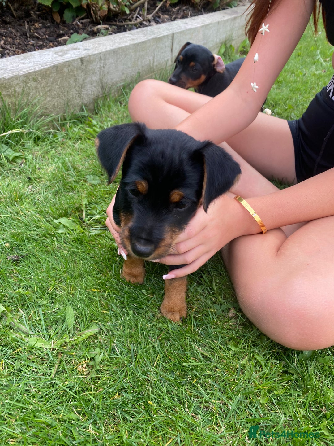 Jack Russell dogs for sale: Jack Russell terrier puppies - Image 12