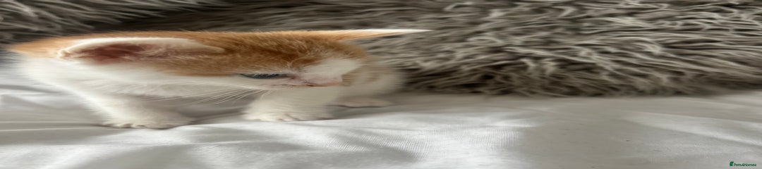 British Shorthair Kitten 2