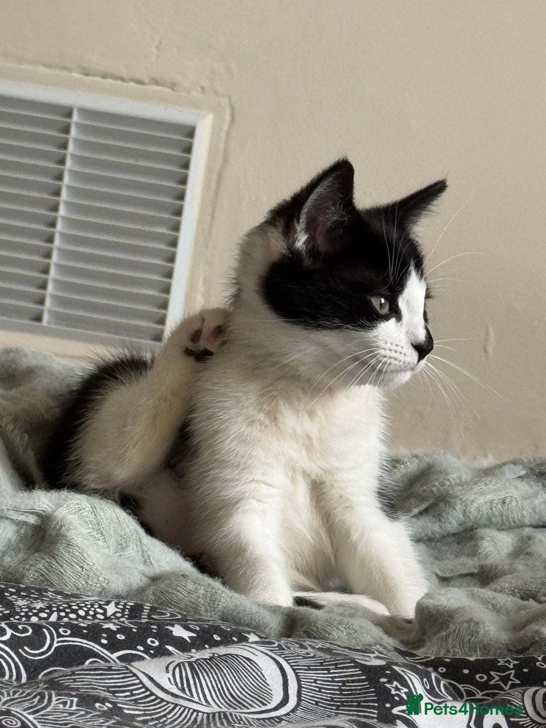 British Shorthair cats for sale: Baxter  - Advert 5