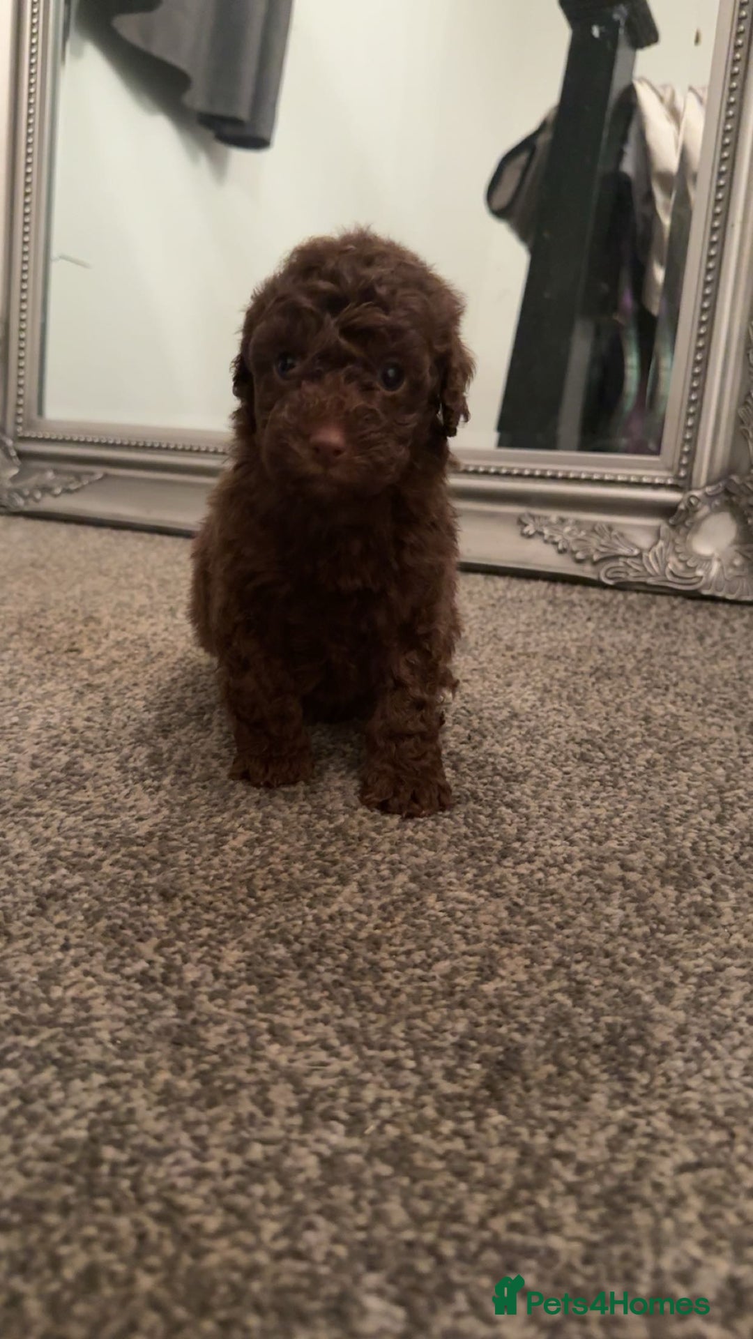 Cavapoo dogs for sale: Toy cavapoo puppy’s  - Advert 1